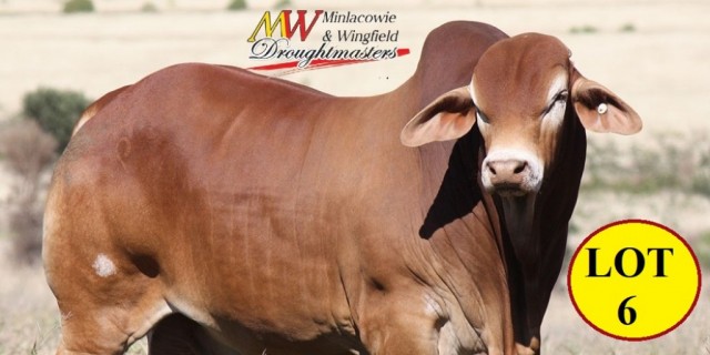 Spann Droughtmasters CQ Sale Bulls 