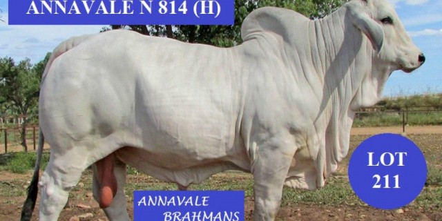 ANNAVALE BRAHMANS (B.C) SALE 