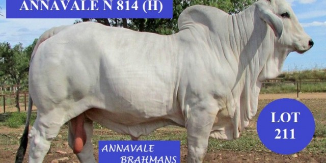 ANNAVALE BRAHMANS (B.C) SALE 