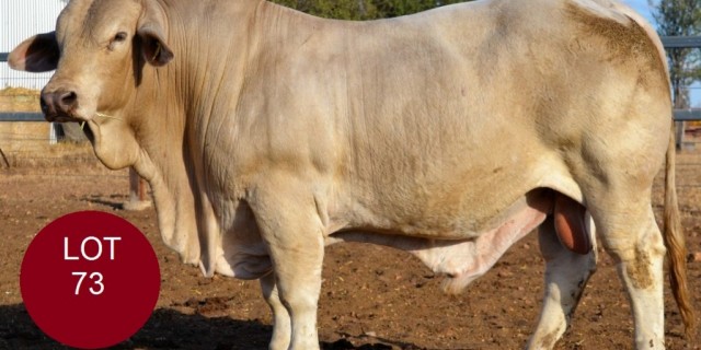 Cordelia P Stud