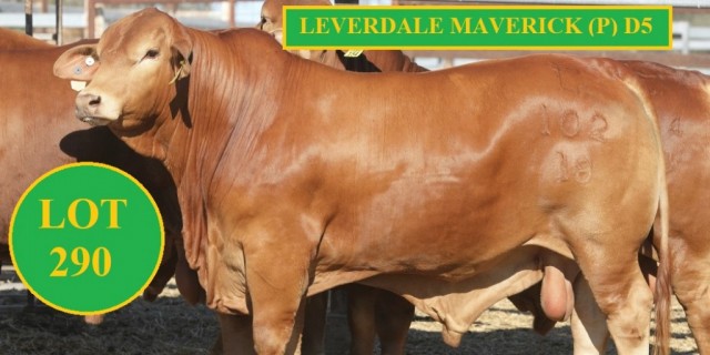 Leverdale Droughtmaster Sale Bulls 2019