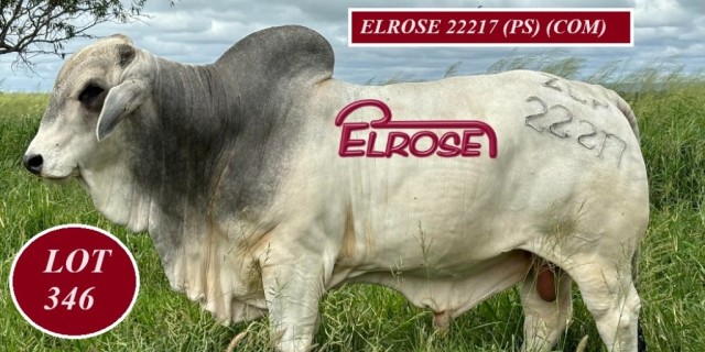 Elrose Brahmans Big Country Sale 2024