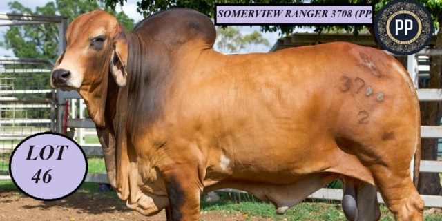 Somerview Red Brahmans Big Country 2024