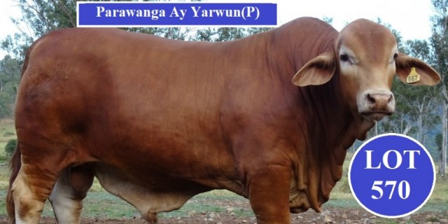  Parawanga Droughtmaster Stud. 