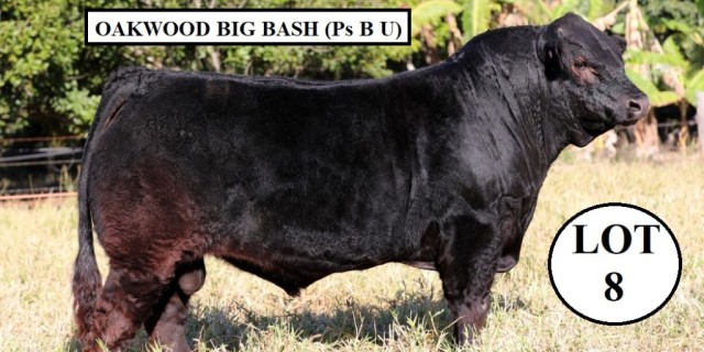 PERFORMANCE LIMOUSIN SALE 2023