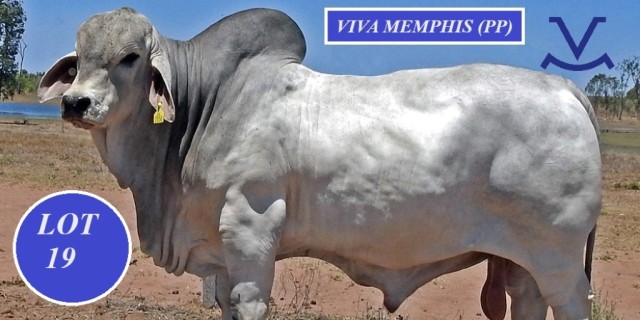 Viva Brahmans Wilangi Sale team.