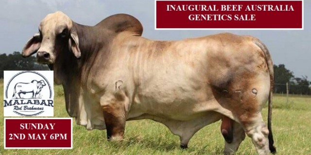 MALABAR REDS BEEF AUSTRALIA GENETICS SALE