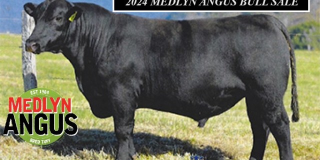 2024 MEDLYN ANGUS BULL SALE