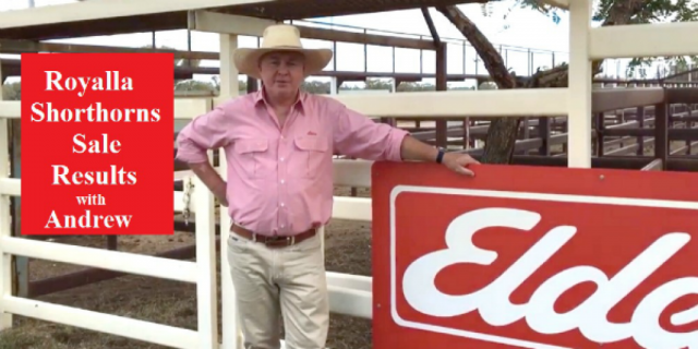 ROYALLA SHORTHORNS SALE RESULTS