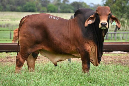 Billabong Brahman Stud.