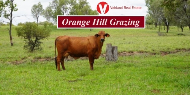 Orange Hill Grazing.