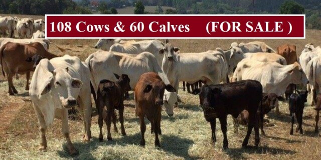 108 Cows and 60 Calves 