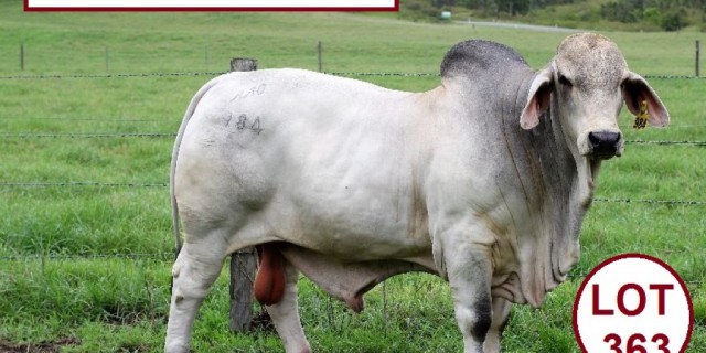 PIONEER PARK BRAHMANS SALE TEAM.