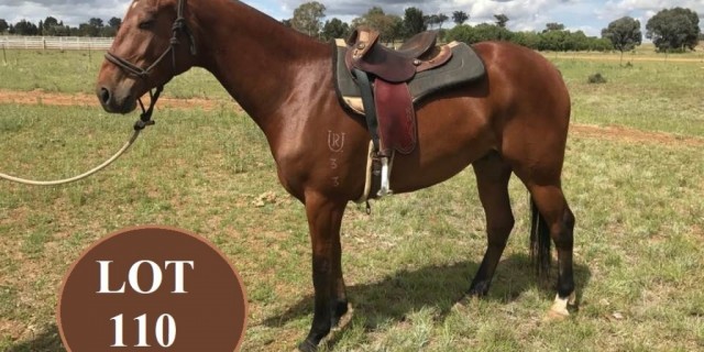 ARE YOU STOCK HORSES 
