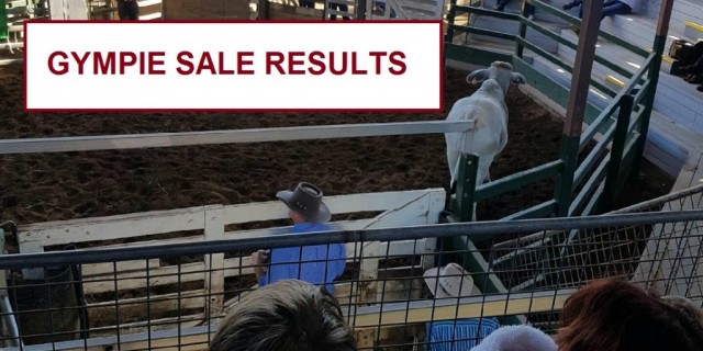 GYMPIE BRAHMAN SALE (RESULTS) 