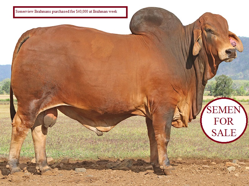 SOMERVIEW RED BRAHMANS