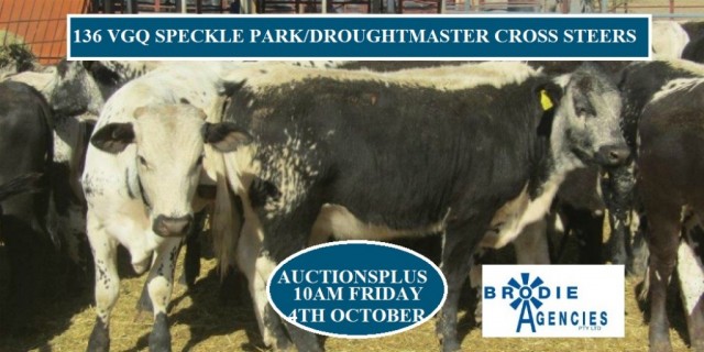 136 VGQ SPECKLE PARK/DROUGHTMASTER CROSS STEERS