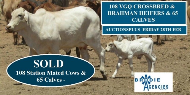 108 VGQ CROSSBRED & BRAHMAN HEIFERS & 65 CALVES