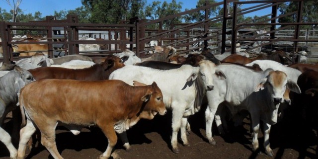  PRIME AND STORE SALE  DALRYMPLE SALEYARDS