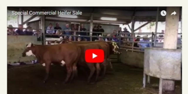 Special Commercial Heifer Sale
