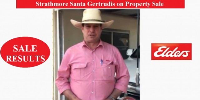 Strathmore Santa Gertrudis (RESULT)