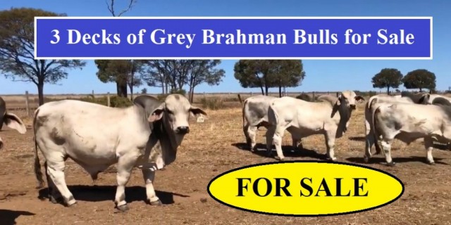 Grey Brahman Bulls for Sale