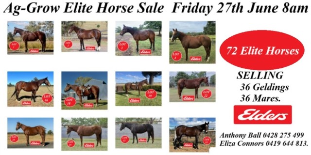 Ag-Grow Elite Horse Sale