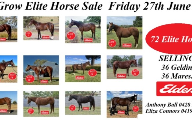 Ag-Grow Elite Horse Sale