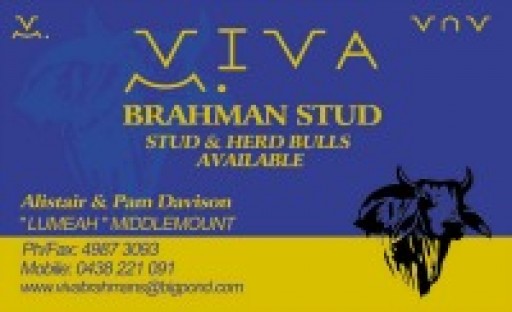 Viva Brahman Stud 