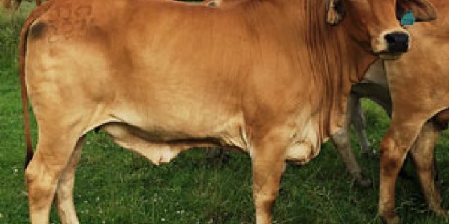 JANDEE/WANDARRI BRAHMAN HEIFERS 