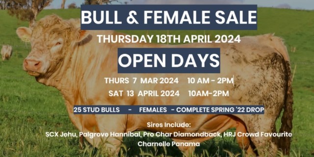  Challambi Charolais Bull and Female Sale