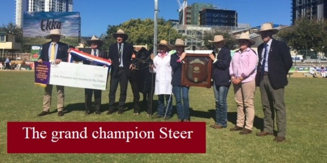 EKKA Led Steers 