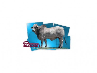Elrose Brahmans