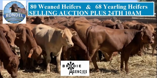  Selling 80 Weaned Heifers & 68 Yearling Heifers