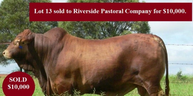 Almafi Droughtmasters Sale Bulls 