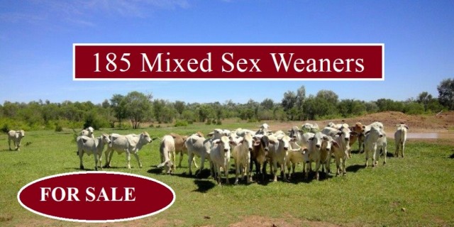 185 Mixed Sex Weaners