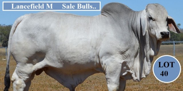  Lancefield M, Sale Bulls 2021