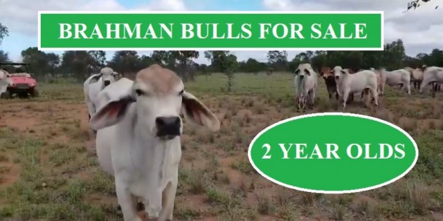  Brahman Bulls For Sale 