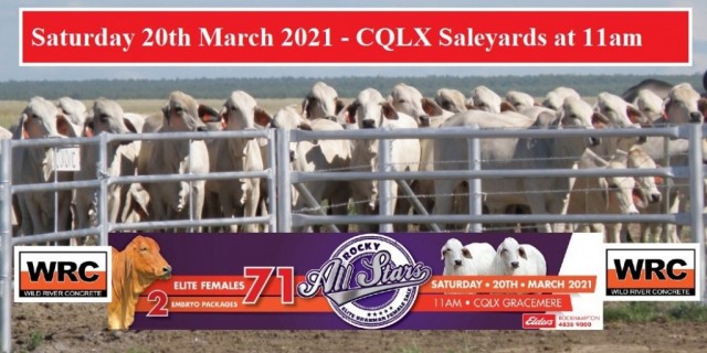 ROCKY ALL STARS ELITE BRAHMAN FEMALE SALE.......