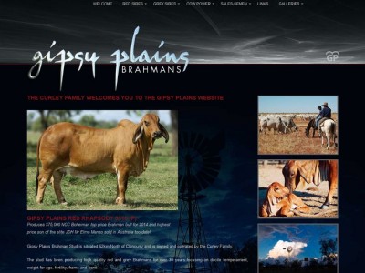 Gipsy Plains Brahmans