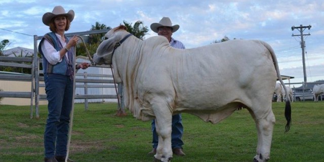 Hamdenvale Brahmans