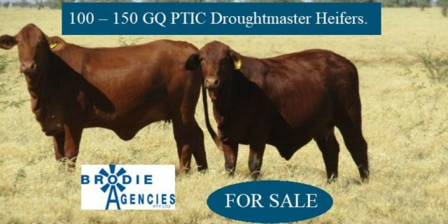 100 – 150 GQ PTIC Droughtmaster Heifers