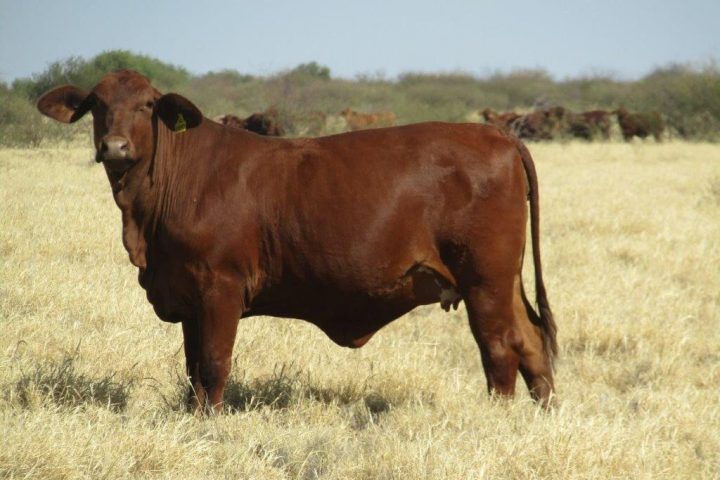 100 – 150 GQ PTIC Droughtmaster Heifers