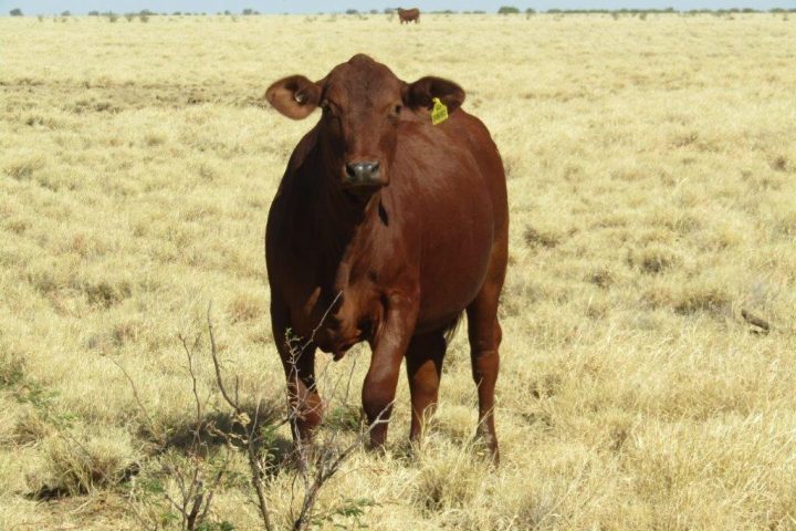100 – 150 GQ PTIC Droughtmaster Heifers