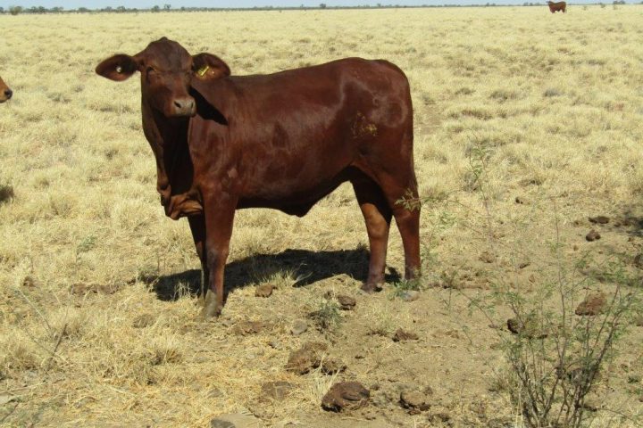 100 – 150 GQ PTIC Droughtmaster Heifers