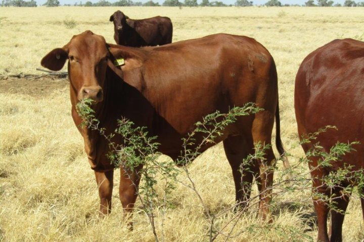 100 – 150 GQ PTIC Droughtmaster Heifers