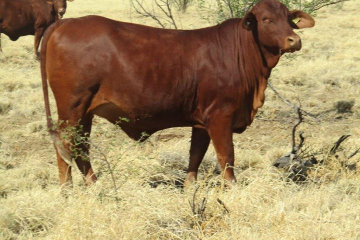 100 – 150 GQ PTIC Droughtmaster Heifers