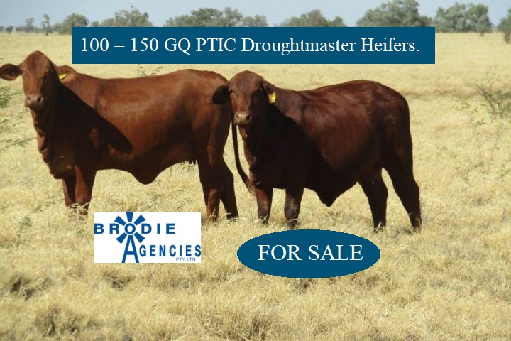 100 – 150 GQ PTIC Droughtmaster Heifers
