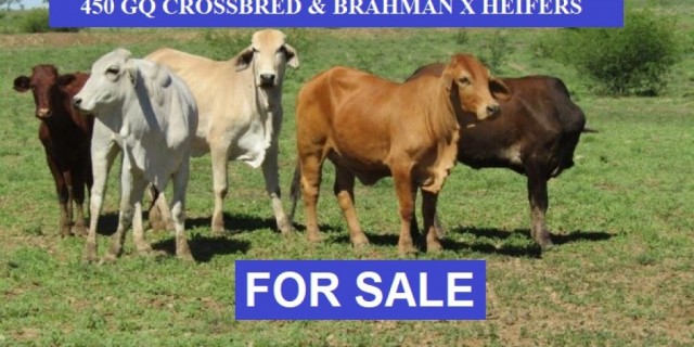 450 GQ CROSSBRED & BRAHMAN CROSS HEIFERS