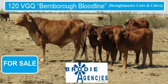 120 VGQ “Bernborough Bloodline” Droughtmaster   (Cows & Calves ) 